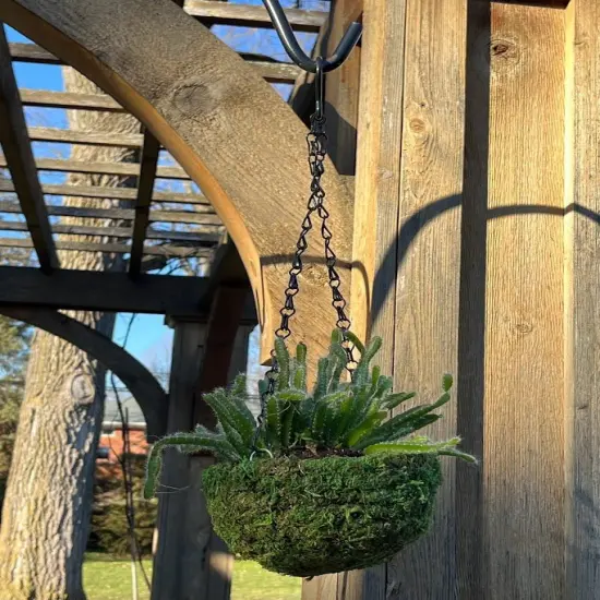6" MOSS Hanging Basket - Circle Basket {1}