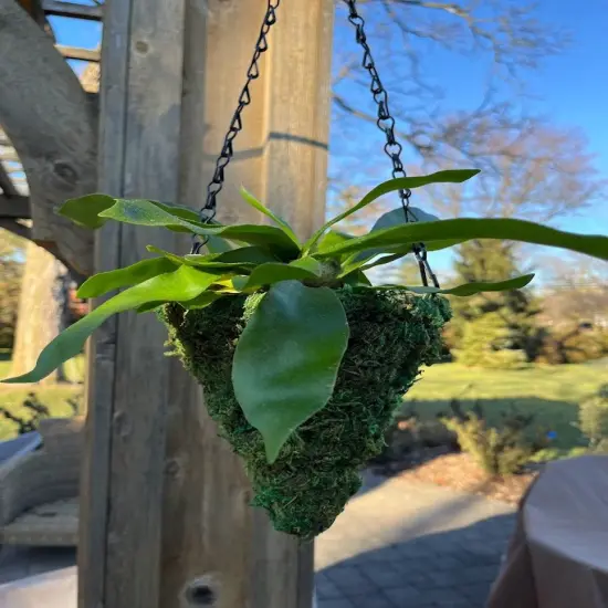 6" MOSS Hanging Basket - Circle Cone {3}