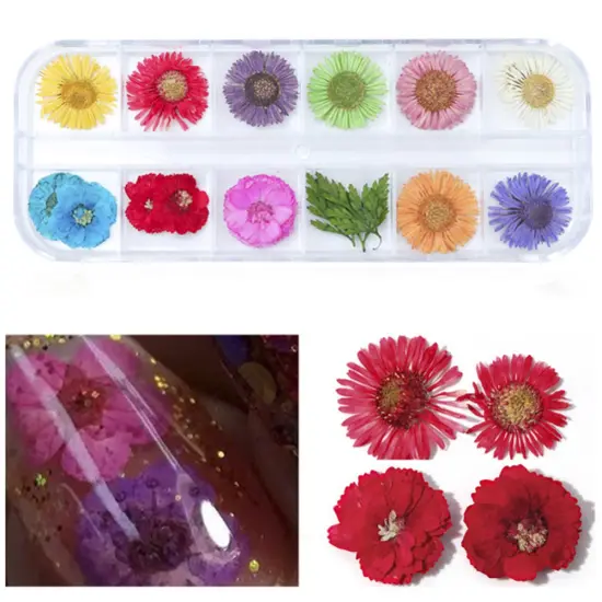 Wrapables Real Dry Flowers Nail Art 3d Flower Nail Decals Nail Manicure with Plastic Case (Set of 12), Daisies {1}