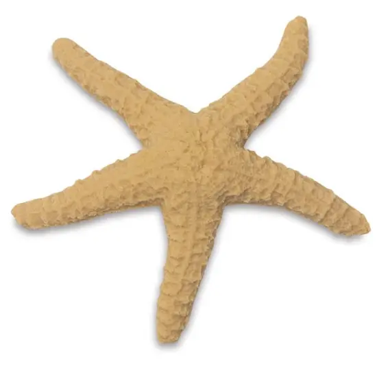 Gyotaku Fish Printing Replica - Star Fish {1}