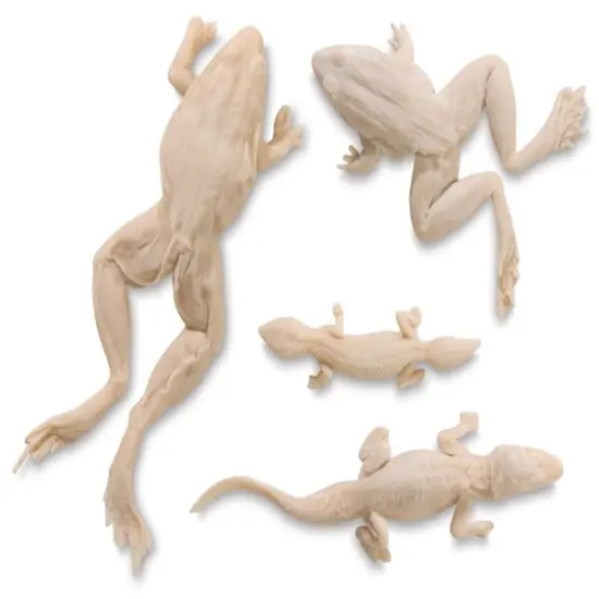 Gyotaku Fish Printing Set - Set of 4, Reptiles {1}