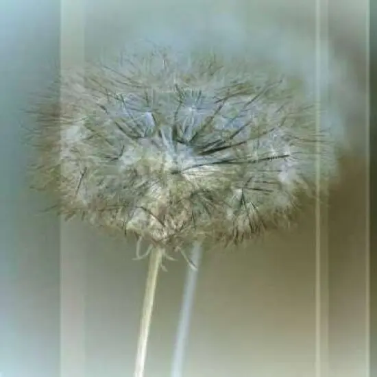 Flaura II Poster Print by W. Blake - Item # VARPDXBWP112 {1}