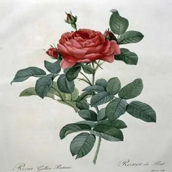 Rosa Gallica - Pontiana Poster Print byPierre Joseph Redoute - Item # VARPDX279565 {1}