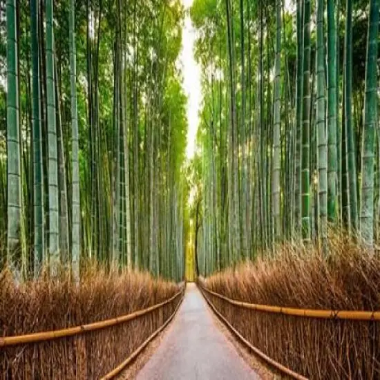 Bamboo Forest- Kyoto- Japan Poster Print by Pangea Images - Item # VARPDX3AP3678 {1}