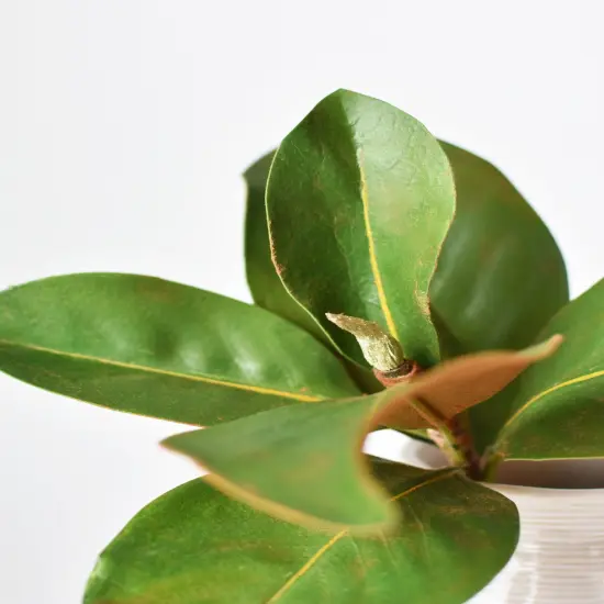 14" Faux Magnolia Leaf Stem {6}