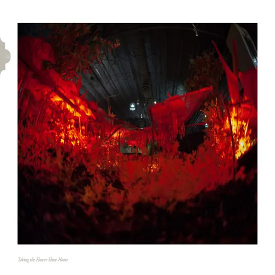 Taking the Flower Show Home {4}