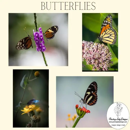 Butterfly Collection- Set of 4Stunning Imagesincluded {6}