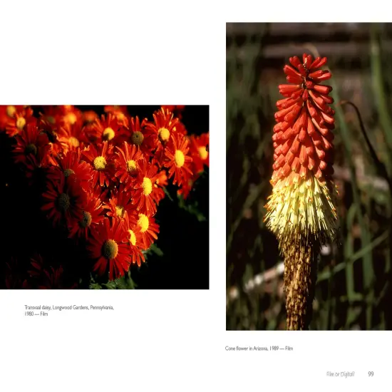 The Art of Flower Photography {4}