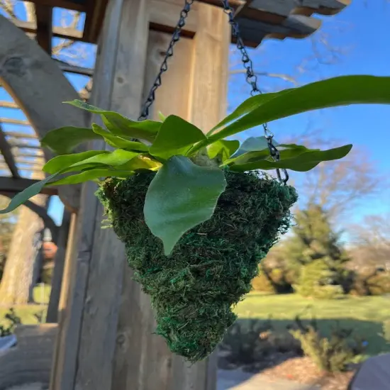 6" MOSS Hanging Basket - Circle Cone {1}