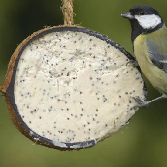 Suet - Coconut Shell {1}