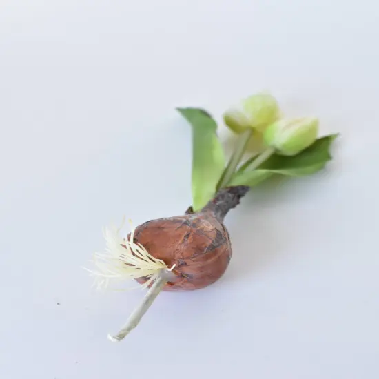 8" Faux Real Touch White Tulips in Bulb w/pick {5}