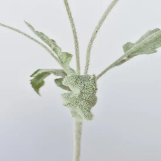 24" Faux Red Poppy Stem {5}