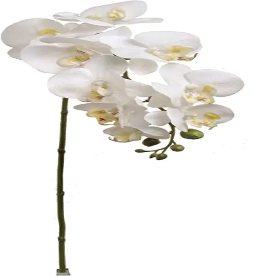 12-Pack: Real Touch White Phalaenopsis Orchid Stem, Floral Home by Artificial Flowers {1}