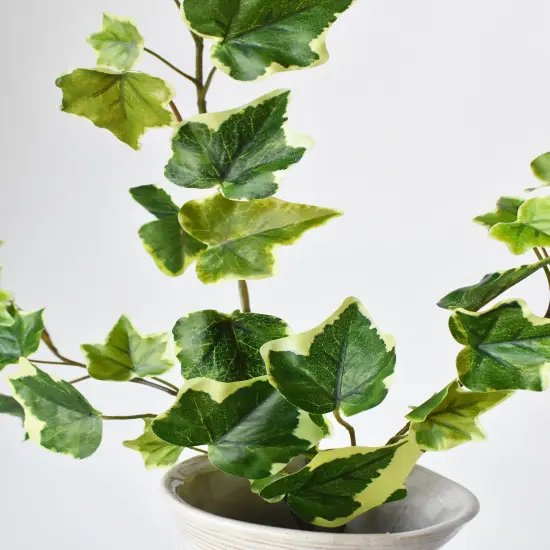 25" FauxVariegated Green Ivy Stem {5}