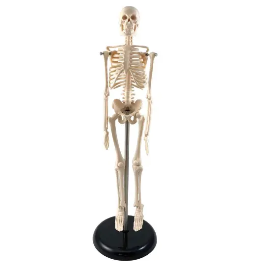 Human Skeleton Model with Key, 17" {1}