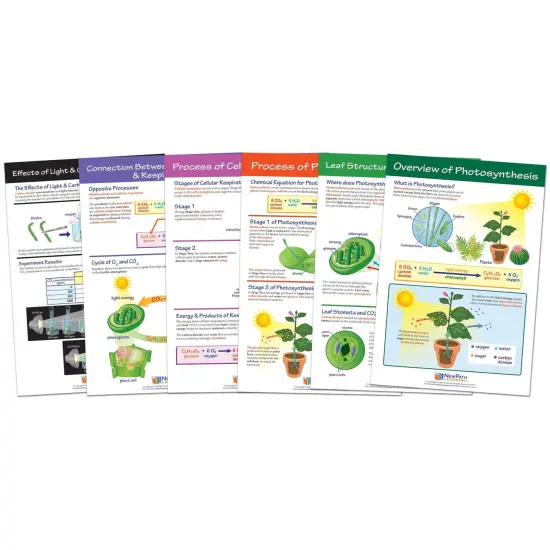 Photosynthesis Bulletin Board Chart Set, Grades 3-5 {1}