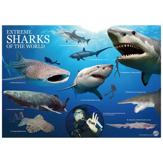 Extreme Sharks of the World - For Ages 6+ - Create and Customize Models and Dioramas - Study the Most Extreme Animals {2}