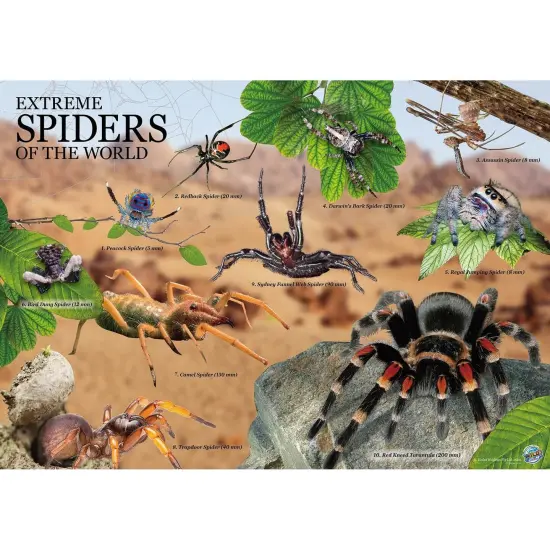 Extreme Spiders of the World - For Ages 6+ - Create and Customize Models and Dioramas - Study the Most Extreme Animals {2}