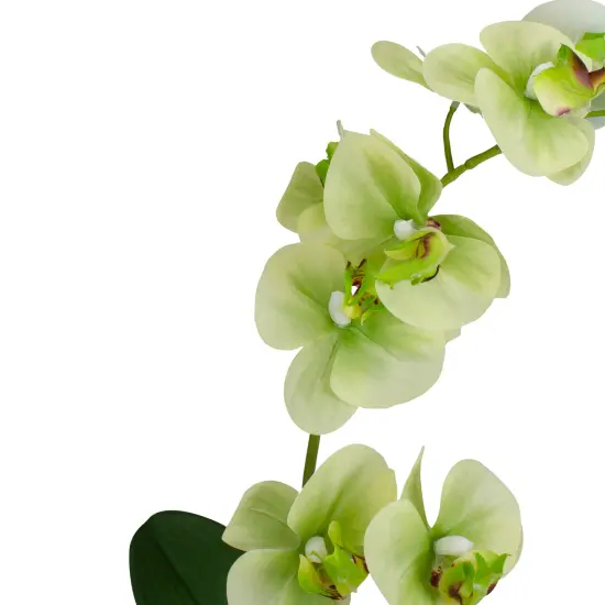 Northlight Real Touch&trade;️ Artificial Orchid Potted Plant - 14" - White and Green {5}