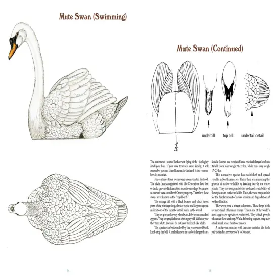 50 Bird Woodcarving Patterns {6}