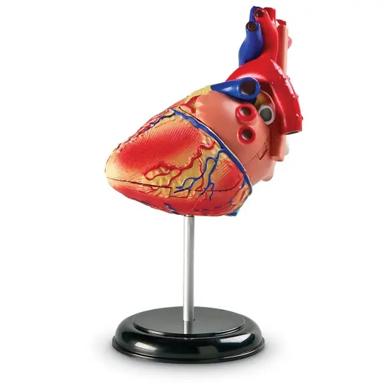 Heart Anatomy Model {4}