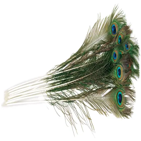 Zucker Peacock Eye Feathers 12/Pkg-Natural {3}