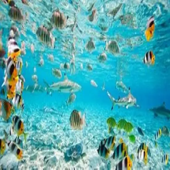 Fish and sharks in Bora Bora lagoon Poster Print by Pangea Images - Item # VARPDX2AP3332 {2}