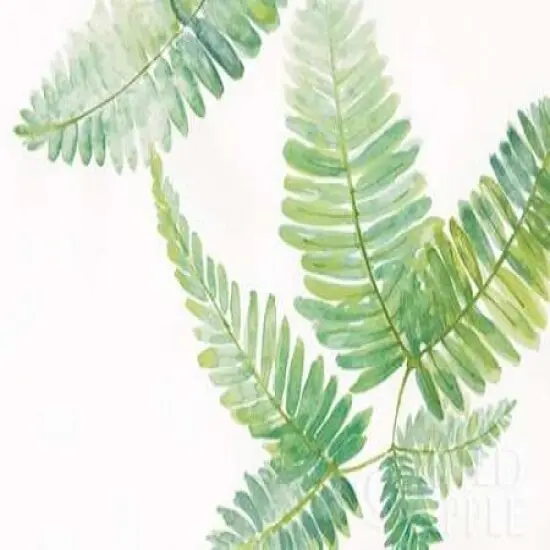 Ferns II Poster Print byChris Paschke - Item # VARPDX24944 {1}