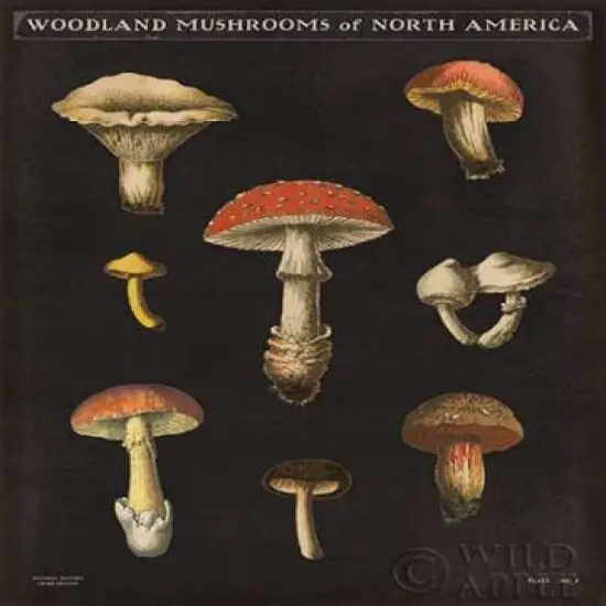 Mushroom Chart II Poster Print by Wild Apple Portfolio - Item # VARPDX28171 {2}
