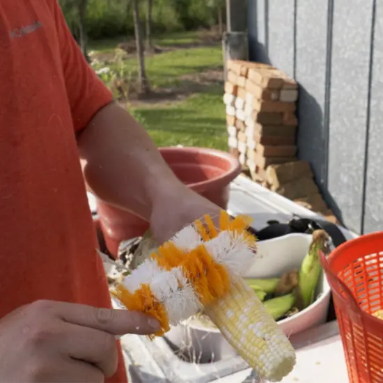 Brushtech Sweet Corn Silk Removing Brush Won't Damage Kernels Yellow and White {4}