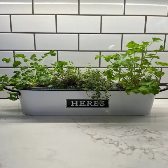Windowsill Planter - HERBS {2}