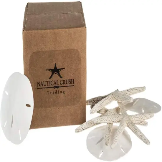 White Finger Starfish and Sand Dollar Collection (3) 4"-6" White Finger Starfish and (3) 3" - 3 1/2" White Sand Dollars Wedding Seashell Craft 1 Pack {5}