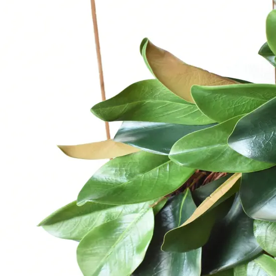 27" Faux Magnolia Leaf Wreath {4}