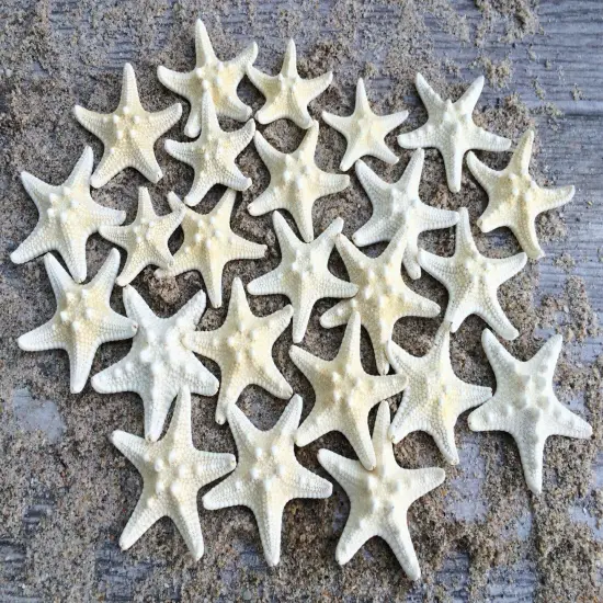 Knobby Starfish 24 Knobby Starfish White 1 1/4" to 2 1/4" Stars {1}