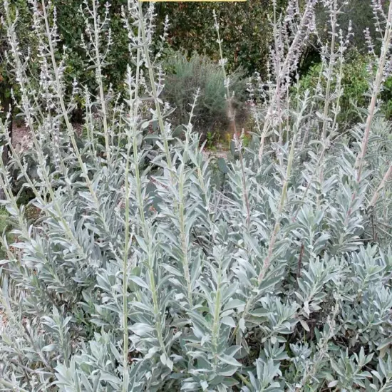 White Sage Fragrance Oil (Our Version of the Brand Name) (8 LB Jug) for Candle Making, Soap Making, Tart Making, Room Sprays, Lotions, Car Fresheners, Slime, Bath Bombs, Warmers&hellip; {2}