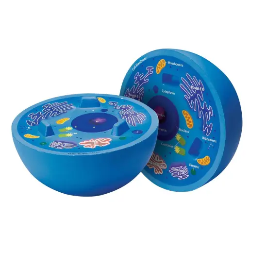 Cross-Section Animal Cell Model {1}