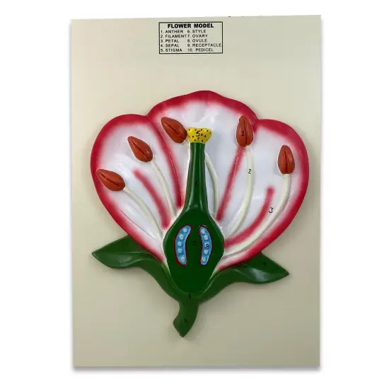 3-D Flower Model {1}