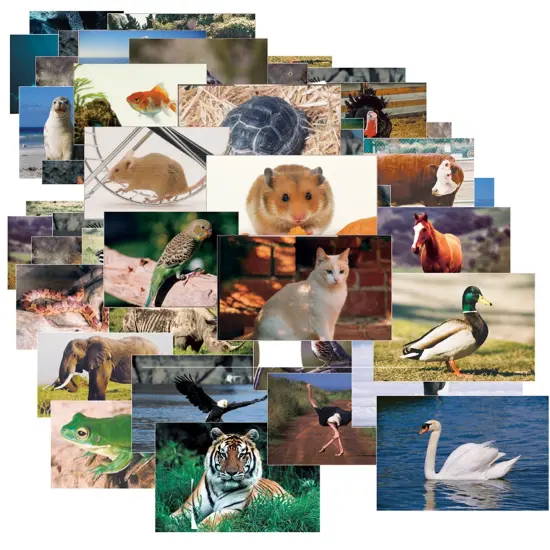 Animals & Insects Posters Mega Set, 14" x 19", Set of 48 {1}