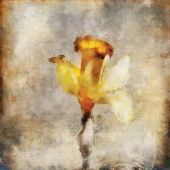 Sepia Bloom III Poster Print by John Bingham {1}
