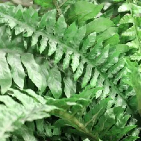 82" Wide Boston Fern Plants - 2-Pack with 77 Silk Fronds, Indoor/Outdoor Decor, Ideal for Homes, Offices, or Events - Perfect for Year-Round Use, Floral Home by Artificial Flowers {2}