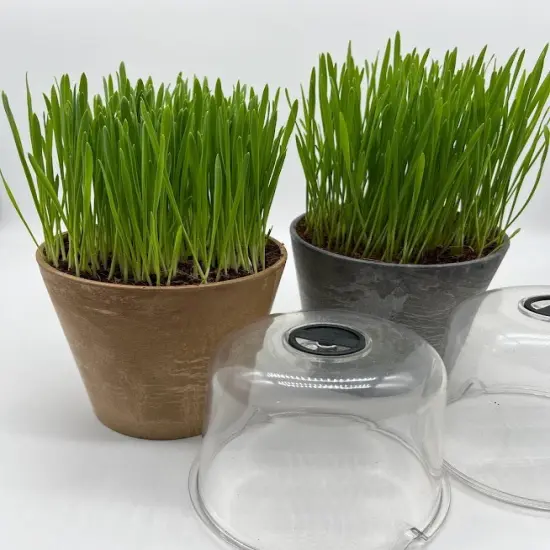 Cat Grass Organic Seed Kit - BEST Ever {7}