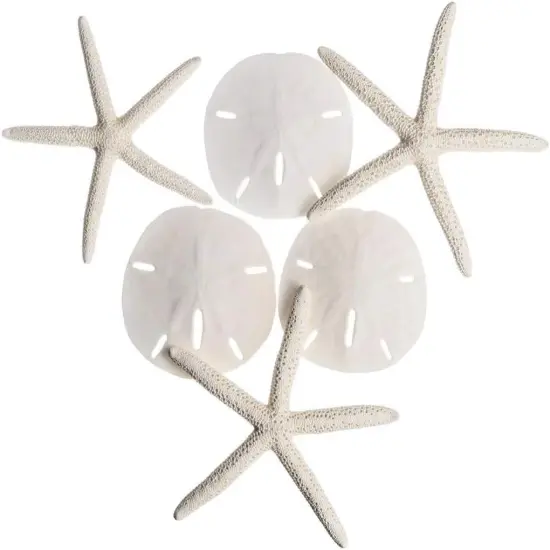 White Finger Starfish and Sand Dollar Collection (3) 4"-6" White Finger Starfish and (3) 3" - 3 1/2" White Sand Dollars Wedding Seashell Craft 1 Pack {1}