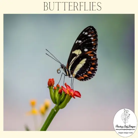 Butterfly Collection- Set of 4Stunning Imagesincluded {2}