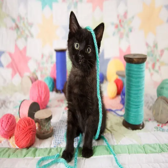 Sunsout Yes, I'm Cute 300 pc Jigsaw Puzzle 72111 {1}