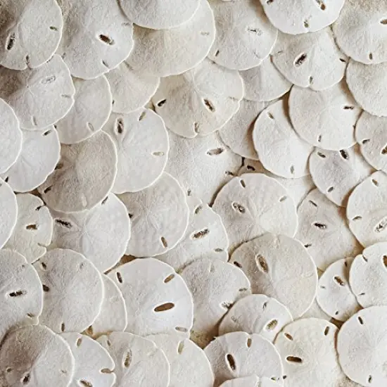50 Pack Small Natural White Sand Dollars - Wedding - Sea Shell Craft 1 1/4" to 1 1/2" - Hand Picked and Professionally Packed {3}