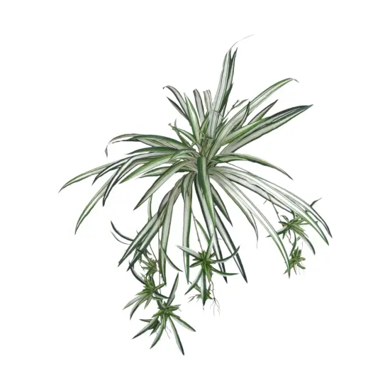 12-Pack: Spider Fern Plant with 60 Silk Fronds, 32" Wide by Floral Home&reg; {1}