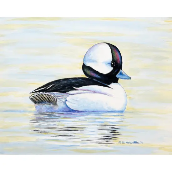 Betsy Drake Bufflehead Duck Place Mat Set of 4 {1}