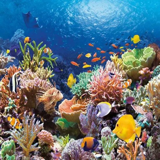 1000 Piece Jigsaw Puzzle, Coral Reef Fishes, Sealife, Ocean, Adult Puzzle, CastorlandC-101511-2 {2}