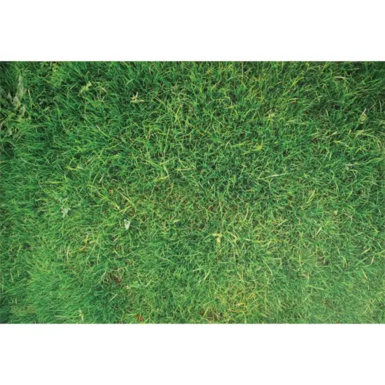 Kaplan Early Learning Company STEM Play Mat - Grass {2}