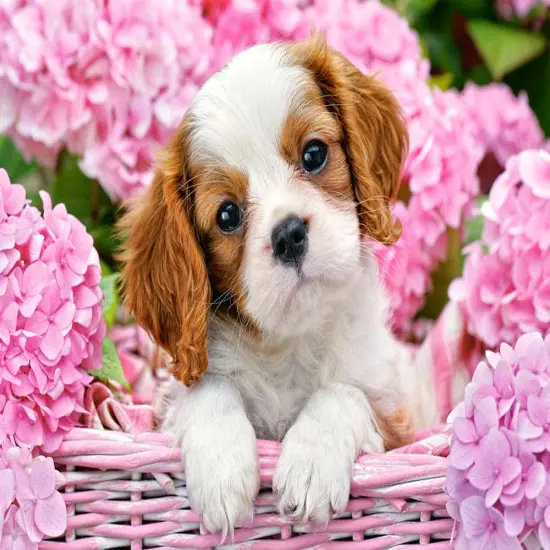500 Piece Jigsaw Puzzle, Pup in Pink Flowers, Animal puzzle, Dog puzzle; Puppies, Cute dog, Adult Puzzles, Castorland B-52233 {2}
